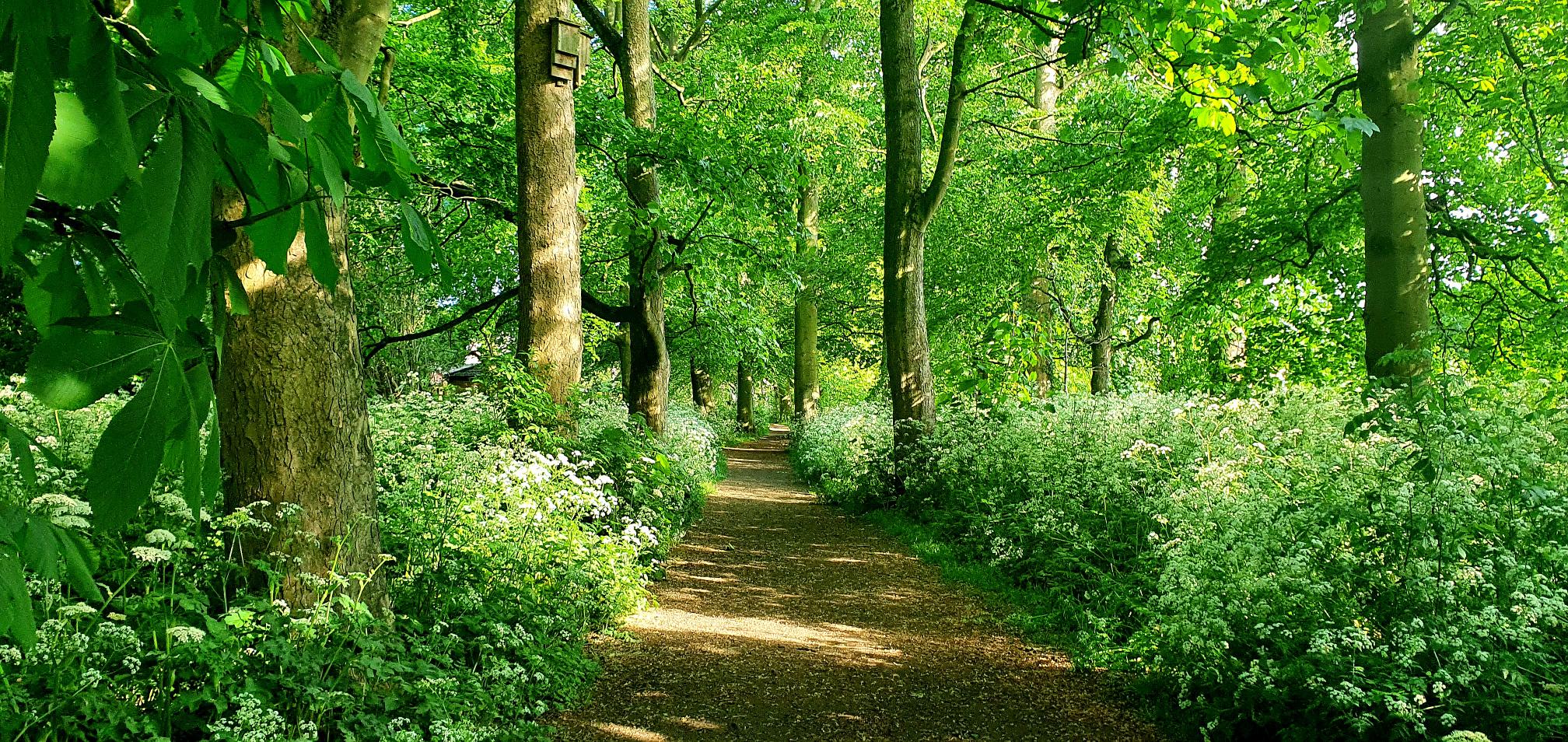 Picture of the woodland walk